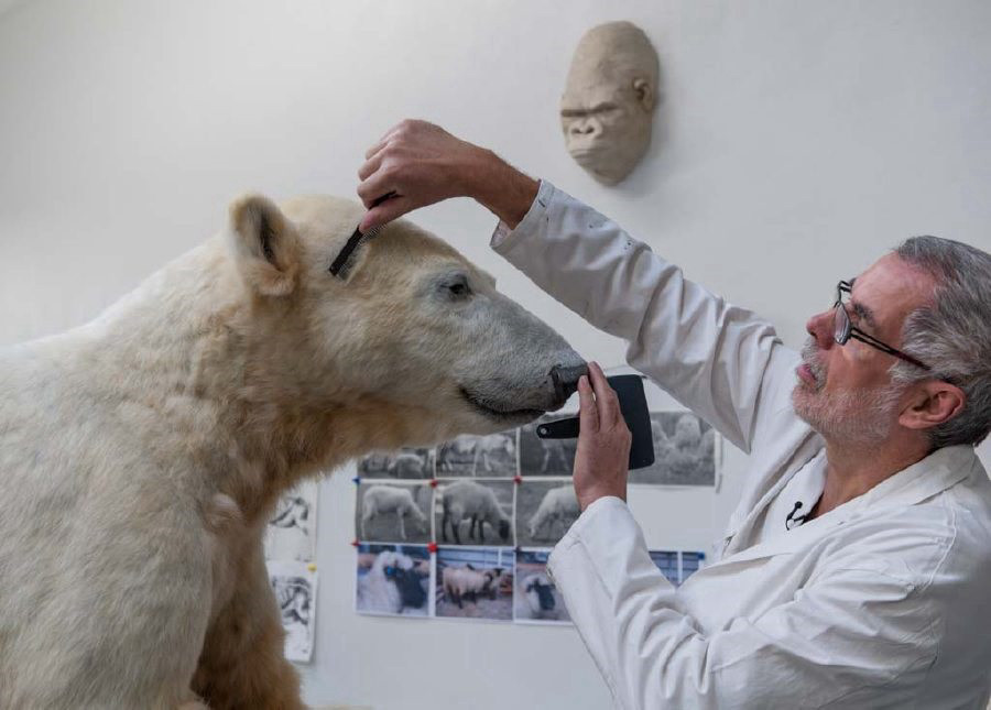 An older man in a white lab coat works on some of the fur on the head of a polar bear taxidermy using an instrument while his other hand rests gently on its nose. Hanging on the wall in the background are photos and the death mask of Bobby the Gorilla.