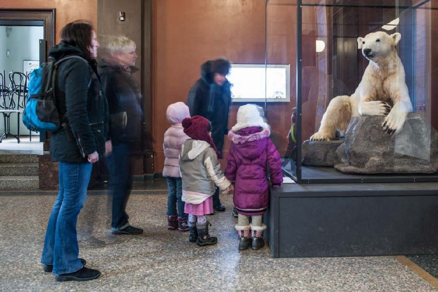 Drei Erwachsene und drei Kinder stehen vor einem großem Glaskasten, in dem der präparierte Knut erhöht an Steine gelehnt sitzt.