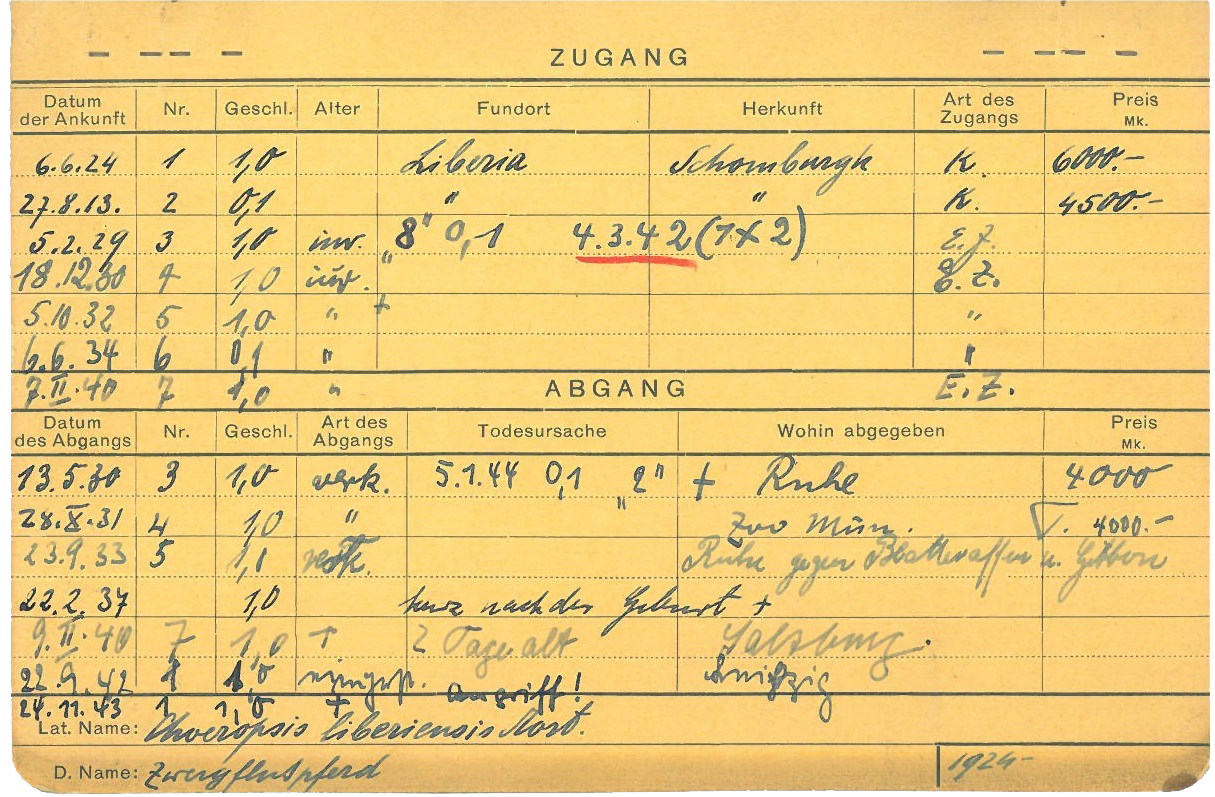 Karteikarte mit handschriftlichen Eintragungen zu Zugang und Abgang. Spalten unter Zugang: Datum der Ankunft, Nr., Geschl., Alter, Fundort, Herkunft, Art des Zugangs, Preis Mk. Spalten unter Abgang: Datum des Abgangs, Nr., Geschl., Art des Abgangs, Todesursache, Wohin abgegeben, Preis Mk.