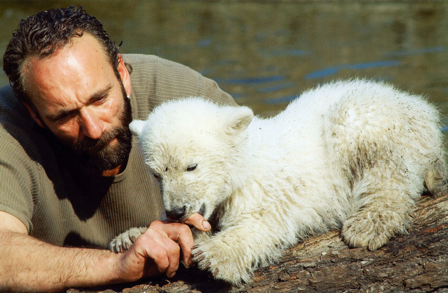 A middle-aged bearded man is bent over a polar bear cub, which is sitting on a tree trunk. The polar bear's paws are holding the man's hands; one of the man's knuckles is playfully stuck in the polar bear's mouth .