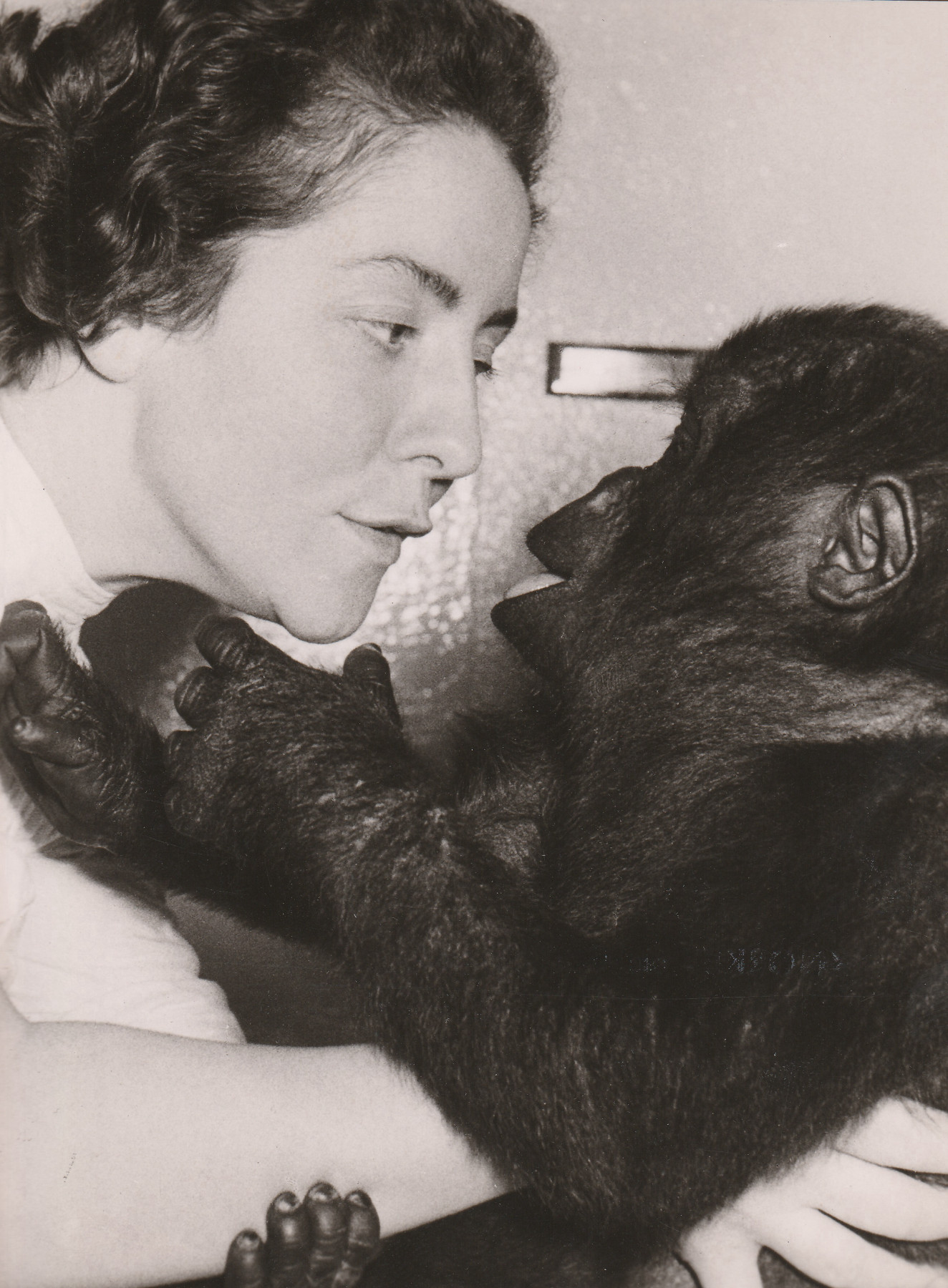 A woman with a gorilla in her arms. They look at each other, their faces close together.