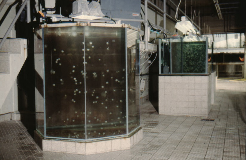 Two tall glass tanks, well-lit from above, with small, bright jellyfish in dark water. Tiled floor and further tanks in the background.