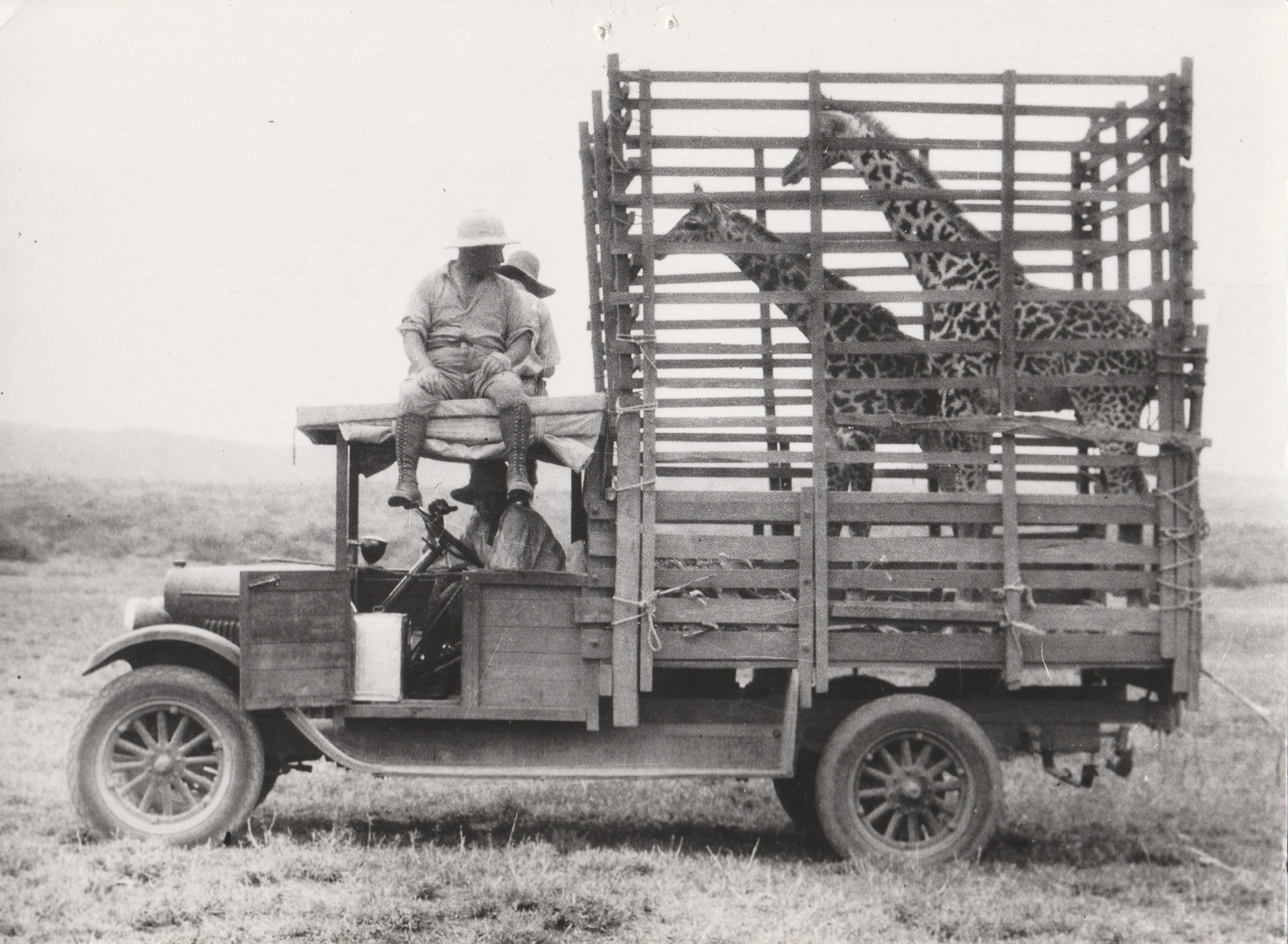 Black and white photograph: Two small giraffes in a wooden cage on the back of a truck. The person at the wheel is not clearly visible. A white person with a moustache, wearing a pith hat and high boots, is sitting on the roof above the steering wheel, his legs dangling down. Behind him sits another unrecognizable person.