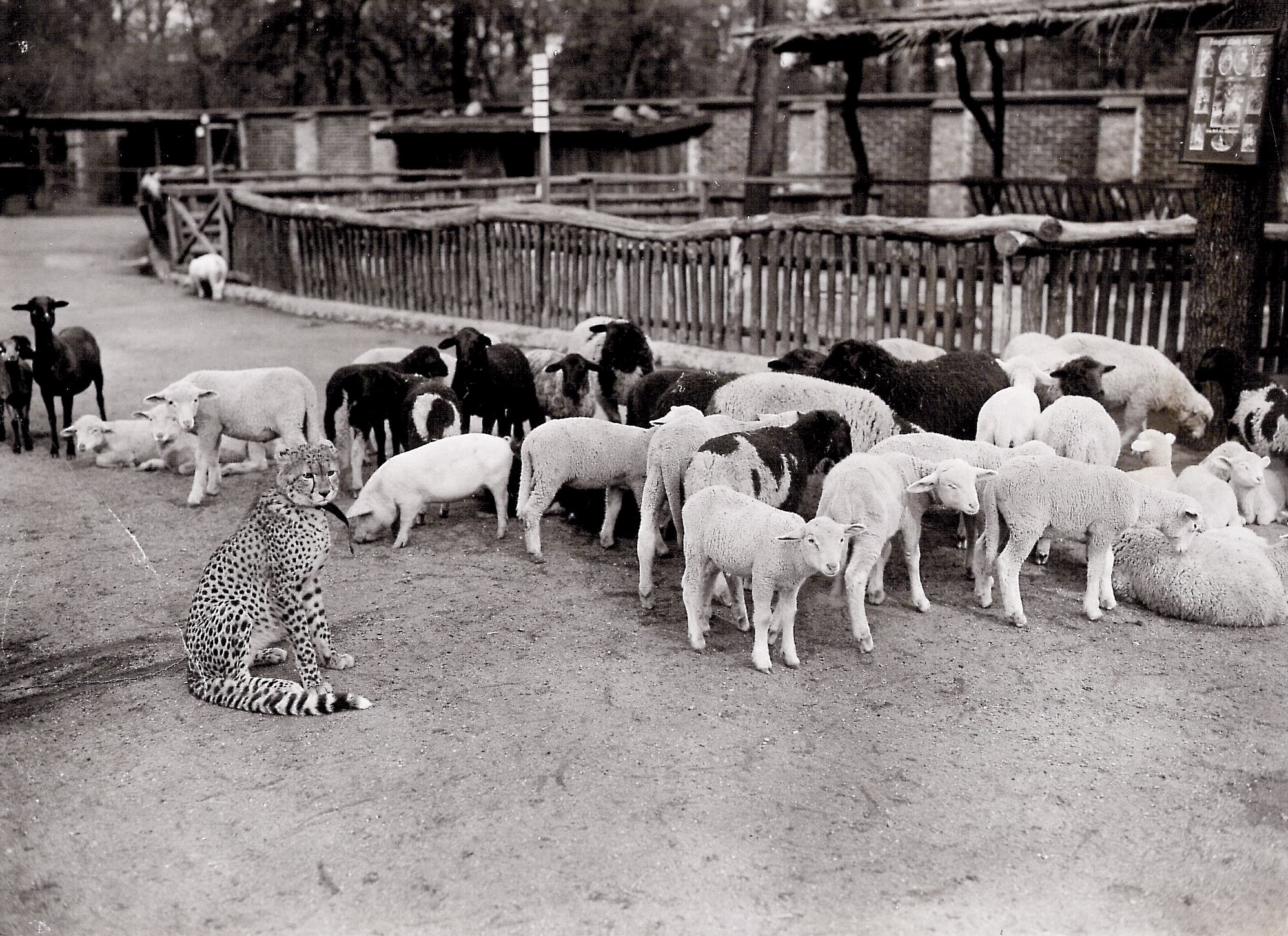 In einem umzäunten Gehege sitzt ein Gepardenjunges vor einer Gruppe von jungen Hausschweinen und Schafen.