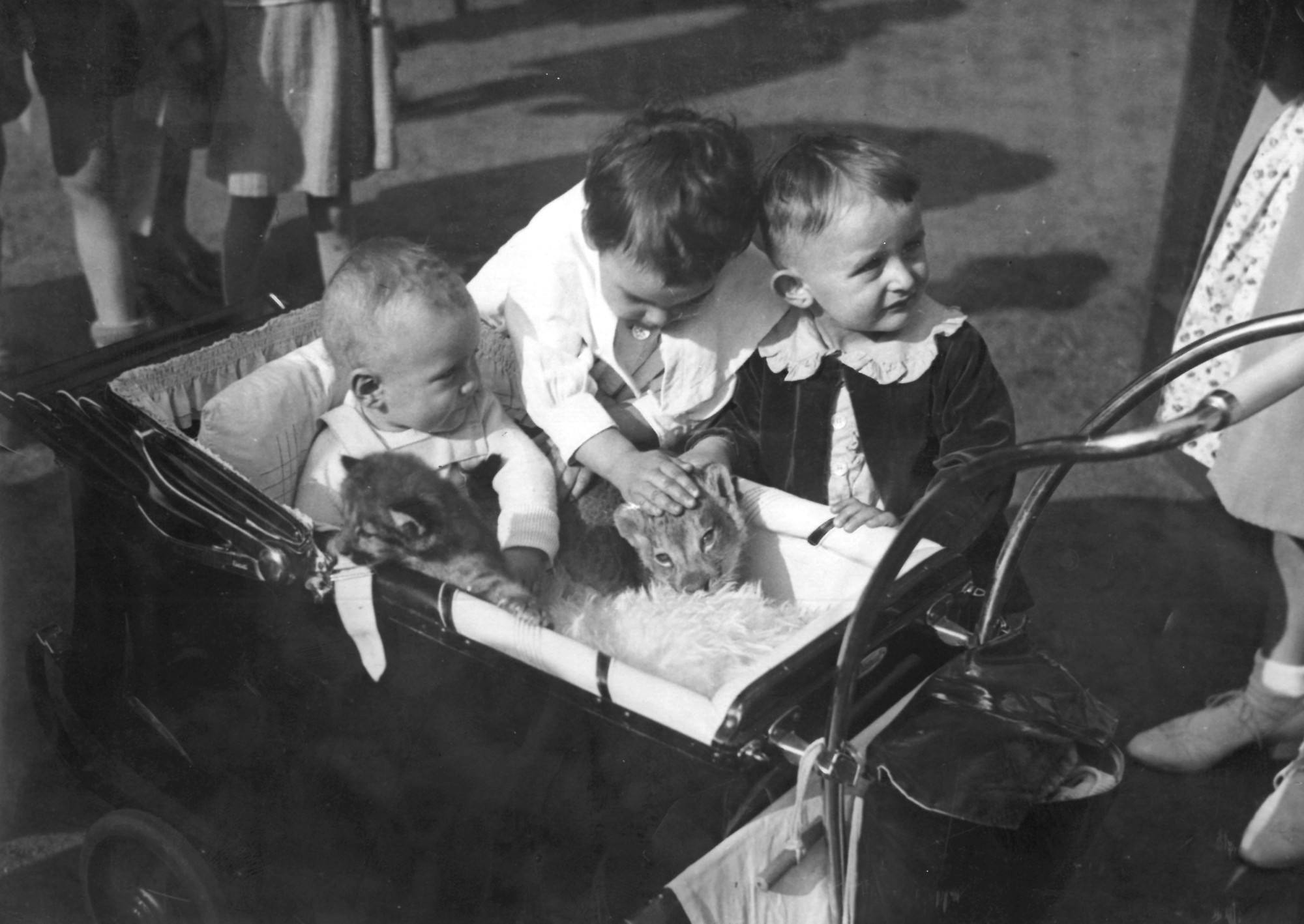 Kleinkinder spielen in einem Kinderwagen mit jungen Raubkatzen.