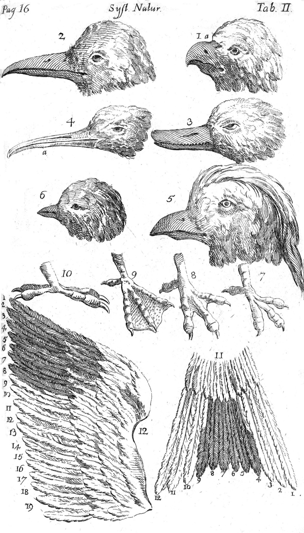 Tafel 2 aus Linnaeus’ Systema Naturae, 6. Auflage, 1748. Source: https://commons.wikimedia.org/wiki/File:Systema_Naturae_Plate_II.jpg