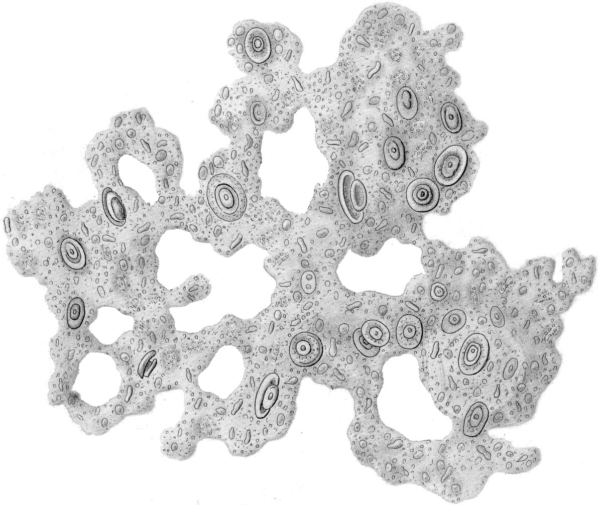  Unregelmäßige, korallenartige Struktur, mit kleinen stäbchen- und scheibenförmigen Gebilden auf der Oberfläche. Lithografische Darstellung der gallertartigen Substanz, die als Bathybius interpretiert wird.