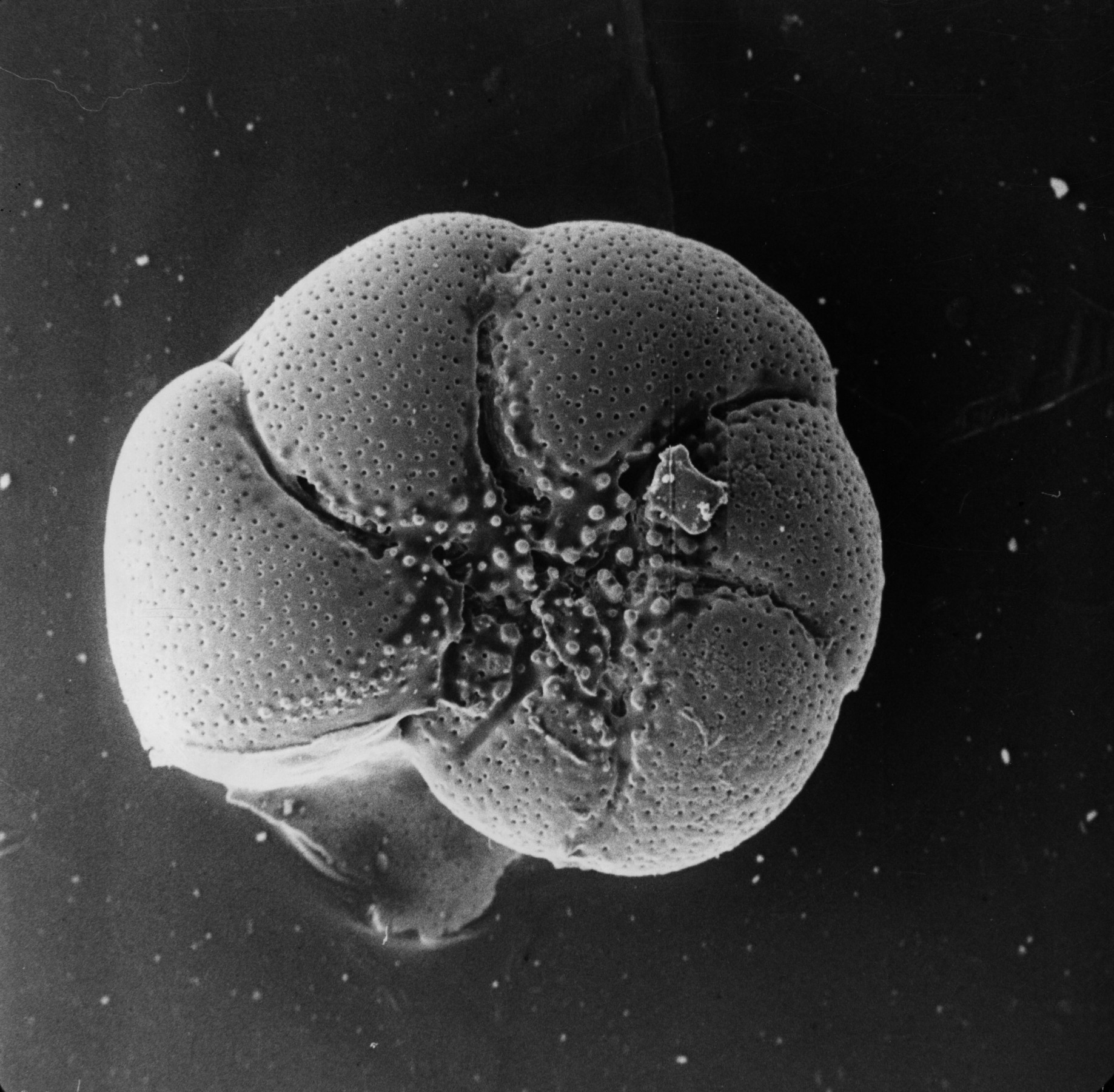 A black and white microphotograph of a tiny foraminiferal shell’s rounded surface, covered in small dots, with a star-like structure in the center.