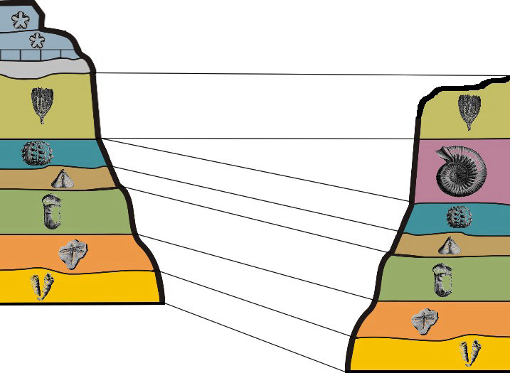 Illustration of biostratigraphic formations.