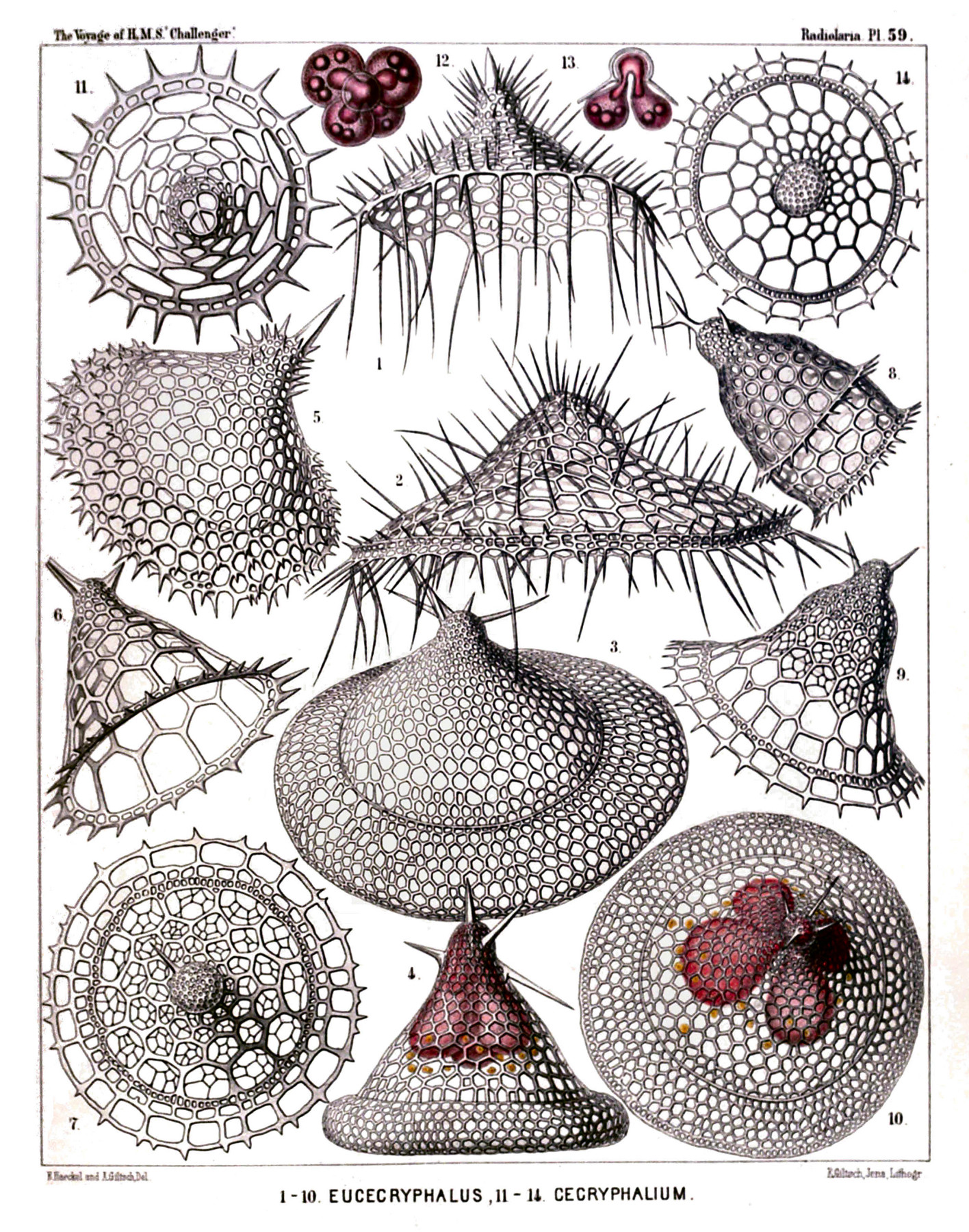 Old book page with 14 small conical shapes with various geometric and irregular surface patterns. Text at the bottom: 1-10 Eucecryphalus, 11-14 Cecryphalium.