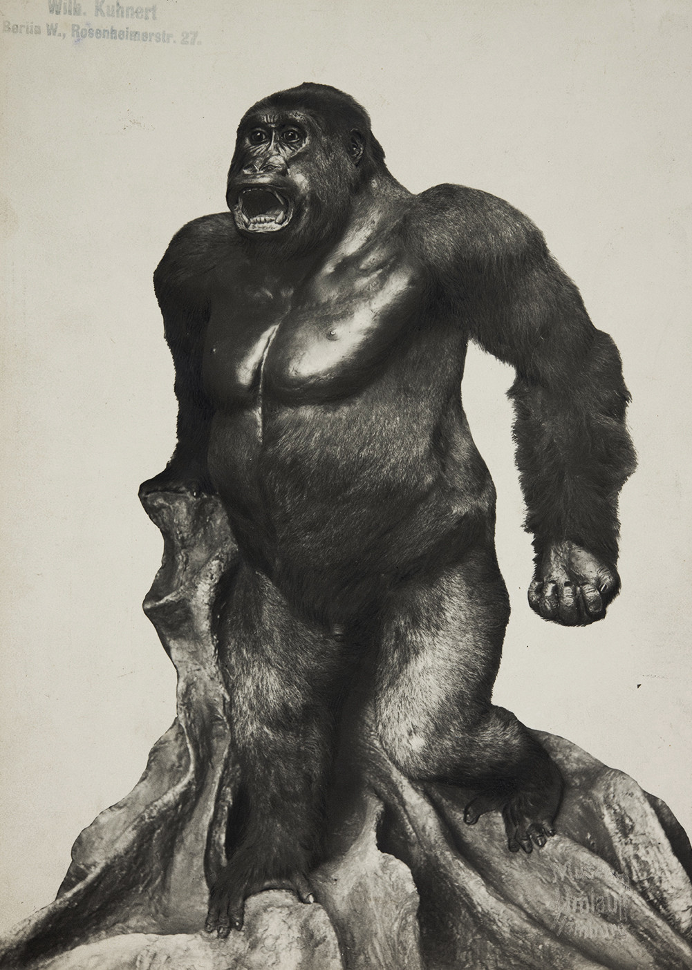Black-and-white photograph of a dermoplastic gorilla taxidermy propped up on an artificial tree root, standing on two legs, with its mouth open as if to roar and its left hand balled into a fist.