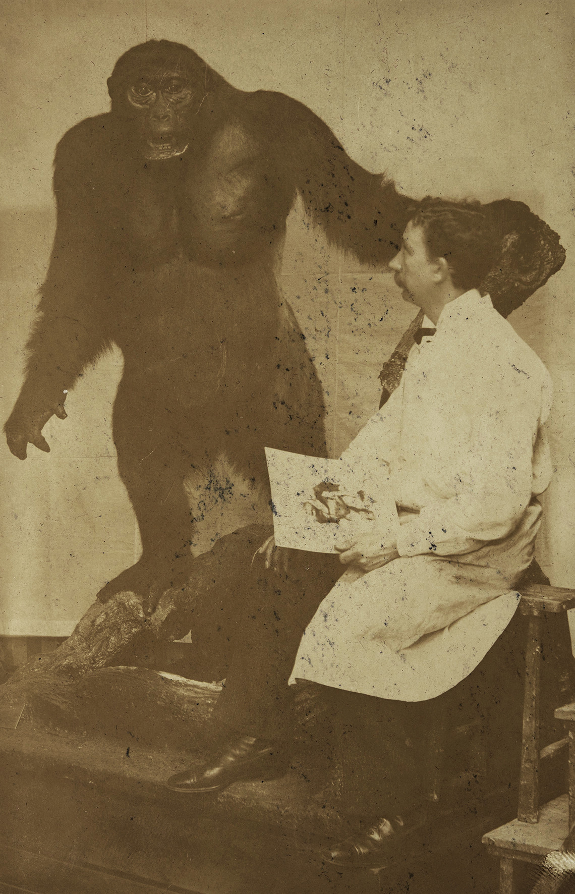 Sepia photograph of an upright gorilla taxidermy on the left, standing on two legs and on an artificial tree root. One of the animal’s arms is outstretched and leans on an artificial tree trunk. On the right, a man wearing a white lab coat and sitting on a kind of workshop bench with a drawing in his hand observes the gorilla beside him.