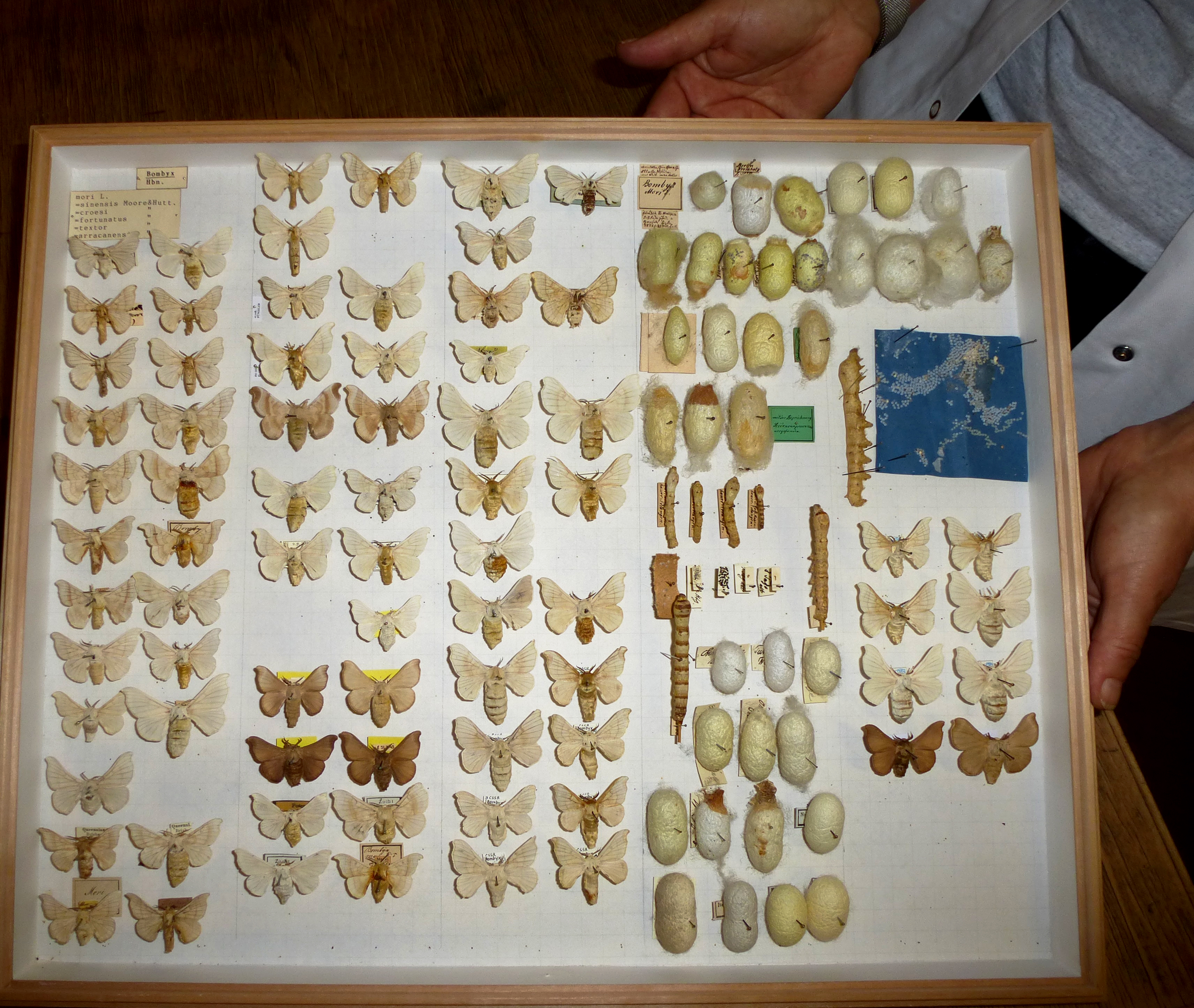 A shallow display case with a wooden frame and a white background. Left-hand side: 66 moths in various shades of beige and brown. Right-hand side: numerous eggs, caterpillars, pupae, all fixed in place with fine needles. The case is being held by a person wearing a white lab coat.