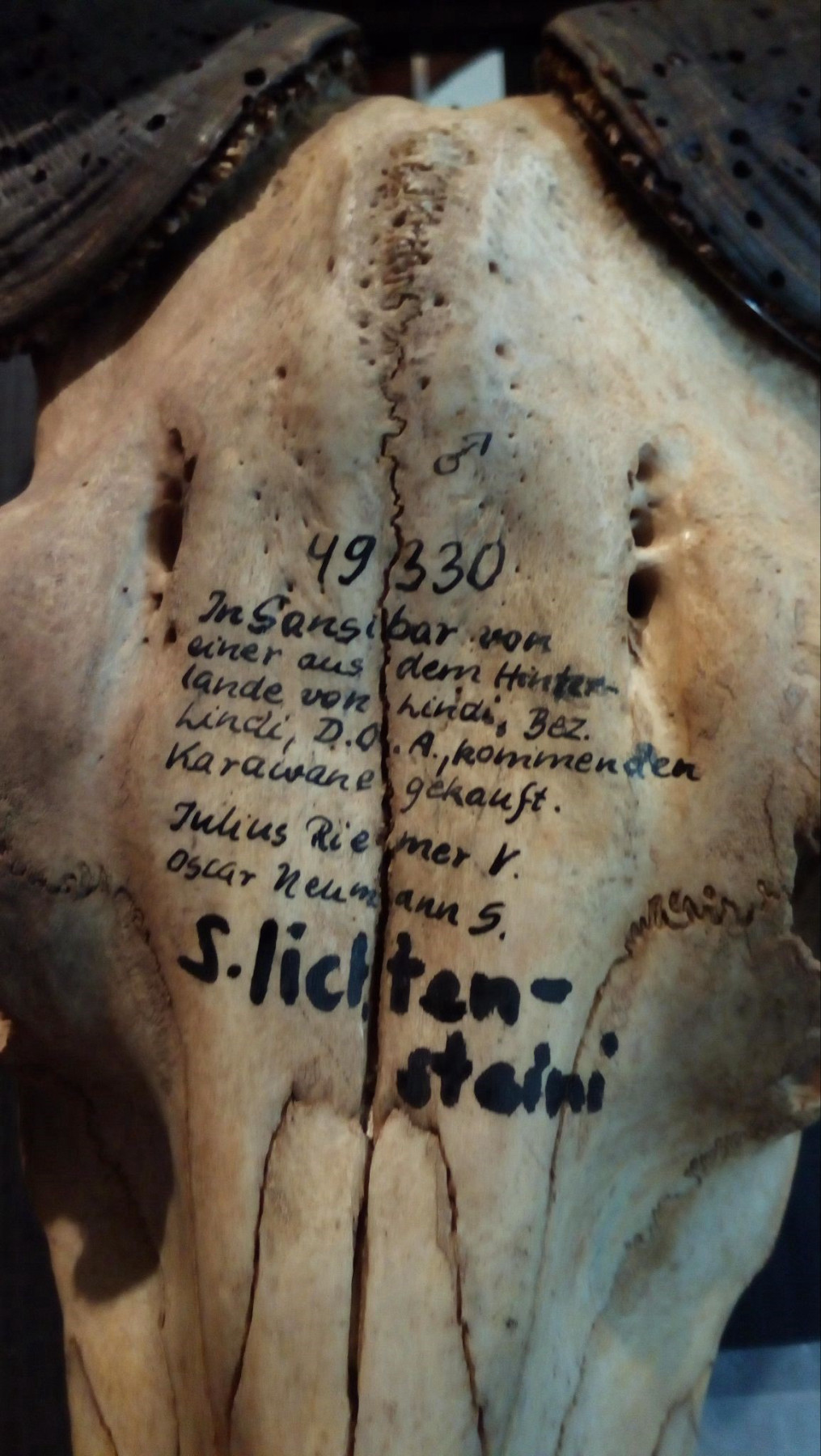  Image detail showing parts of an animal skull, parts of horns are visible above. In the center of the skull is written on the bone in black letters the number 49330, beneath: “In Sansibar von einer aus dem Hinterlande von Lindi, Bez[irk] Lindi, D.O.A., kommenden Karawane gekauft. Julius Riemer V. / Oscar Neumann S. / S. lichtensteini