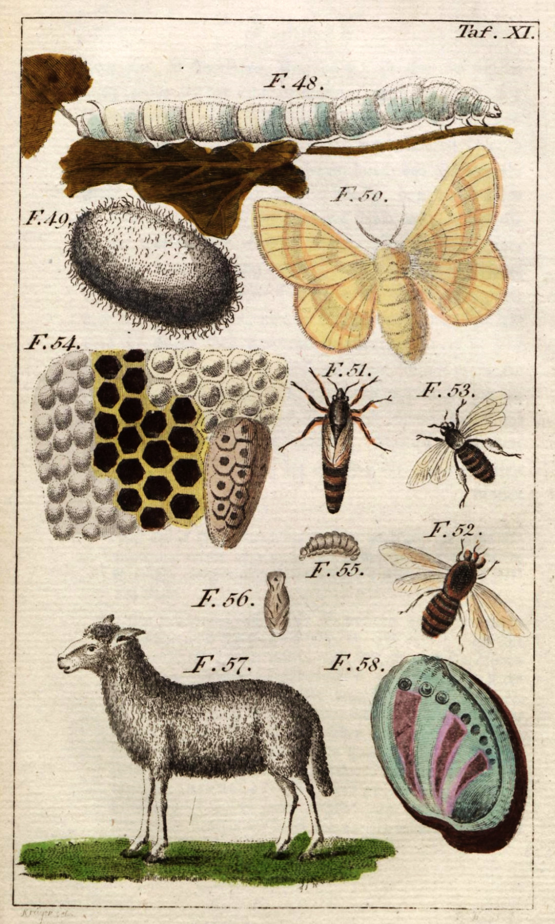 Book page with eleven illustrations of insects at various developmental stages. At the top: an egg, a caterpillar, and a moth; in the centre: bee species, honeycomb, and larvae; bottom: a sheep on green grass.