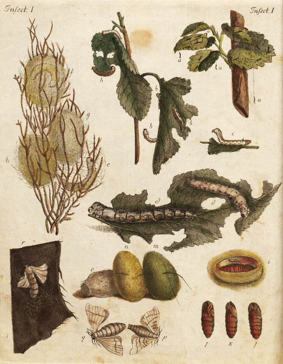 Colourful illustrations of eggs, caterpillars, pupae, and eaten leaves on the page of an old book.