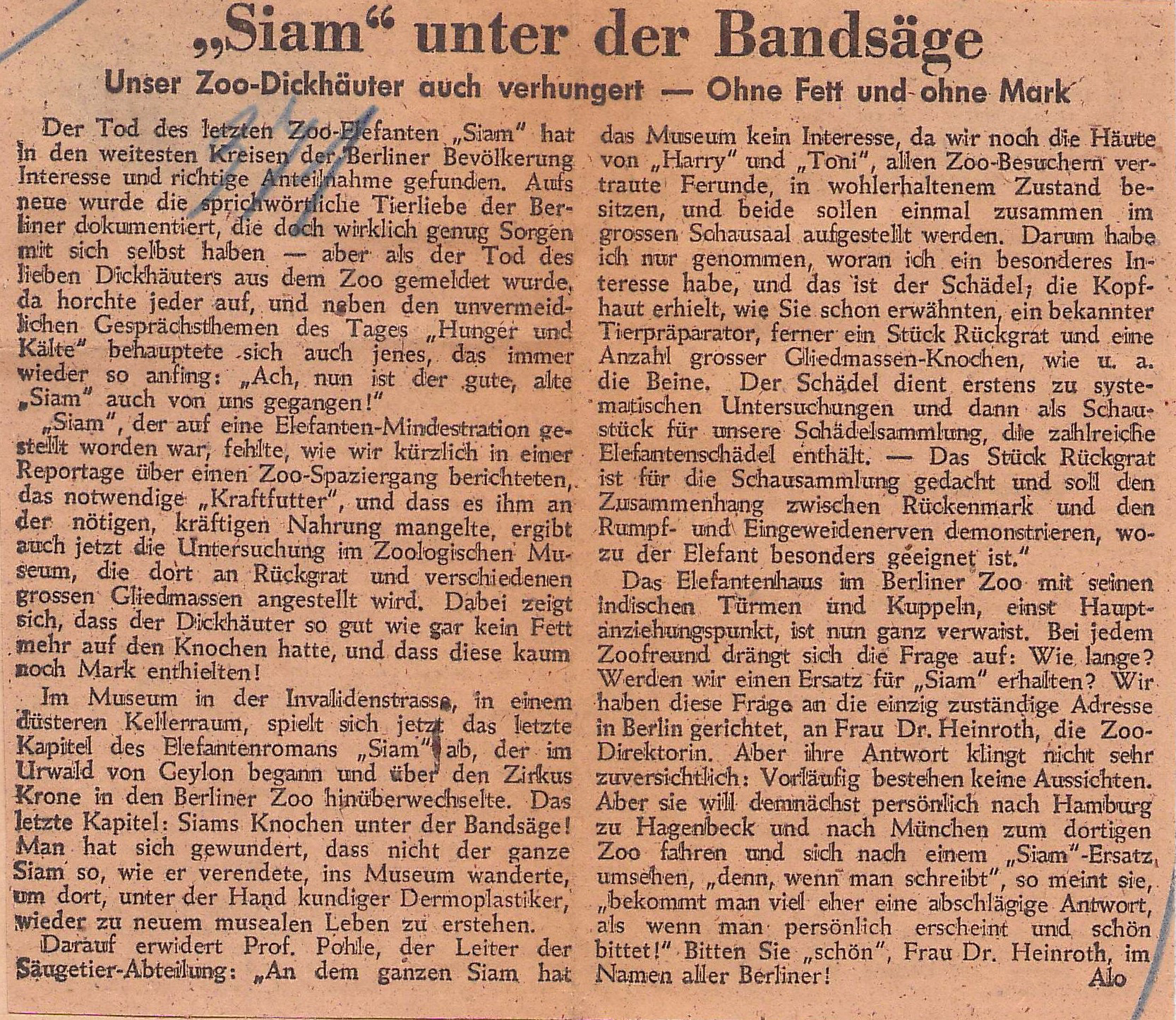 Zeitungsausschnitt. Titel: "Siam" unter der Bandsäge. Unser Zoo-Dickhäuter auch verhungert – ohne Fett und ohne Mark.