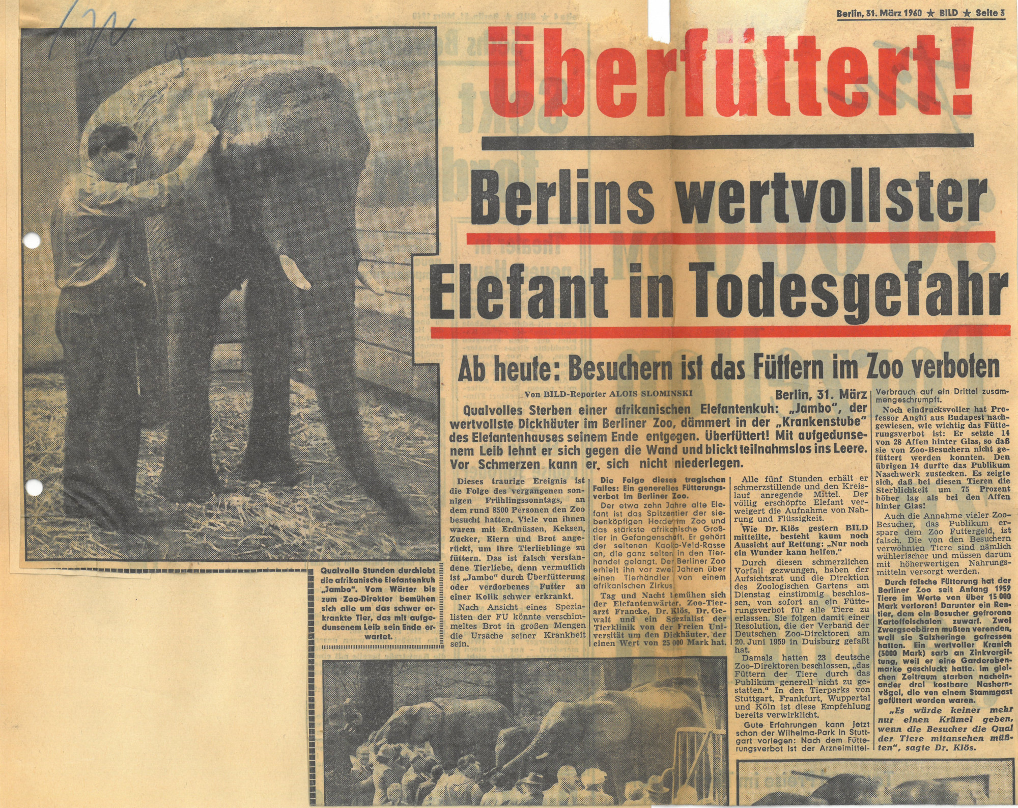 Zeitungsausschnitt. Foto: Elefant mit Stoßzähnen im Gehege, der von Pfleger am Ohr berührt wird. Titel: Überfüttert! Berlins wertvollster Elefant in Todesgefahr. Ab heute: Besuchern ist das Füttern im Zoo verboten.