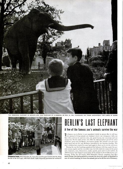 Black and white page from a magazine. A large photo shows two children in front of an elephant. A small photo shows an adult surrounded by many children. Headline: Berlin's Last Elephant. A few of the famous zoo's animals survive the war.