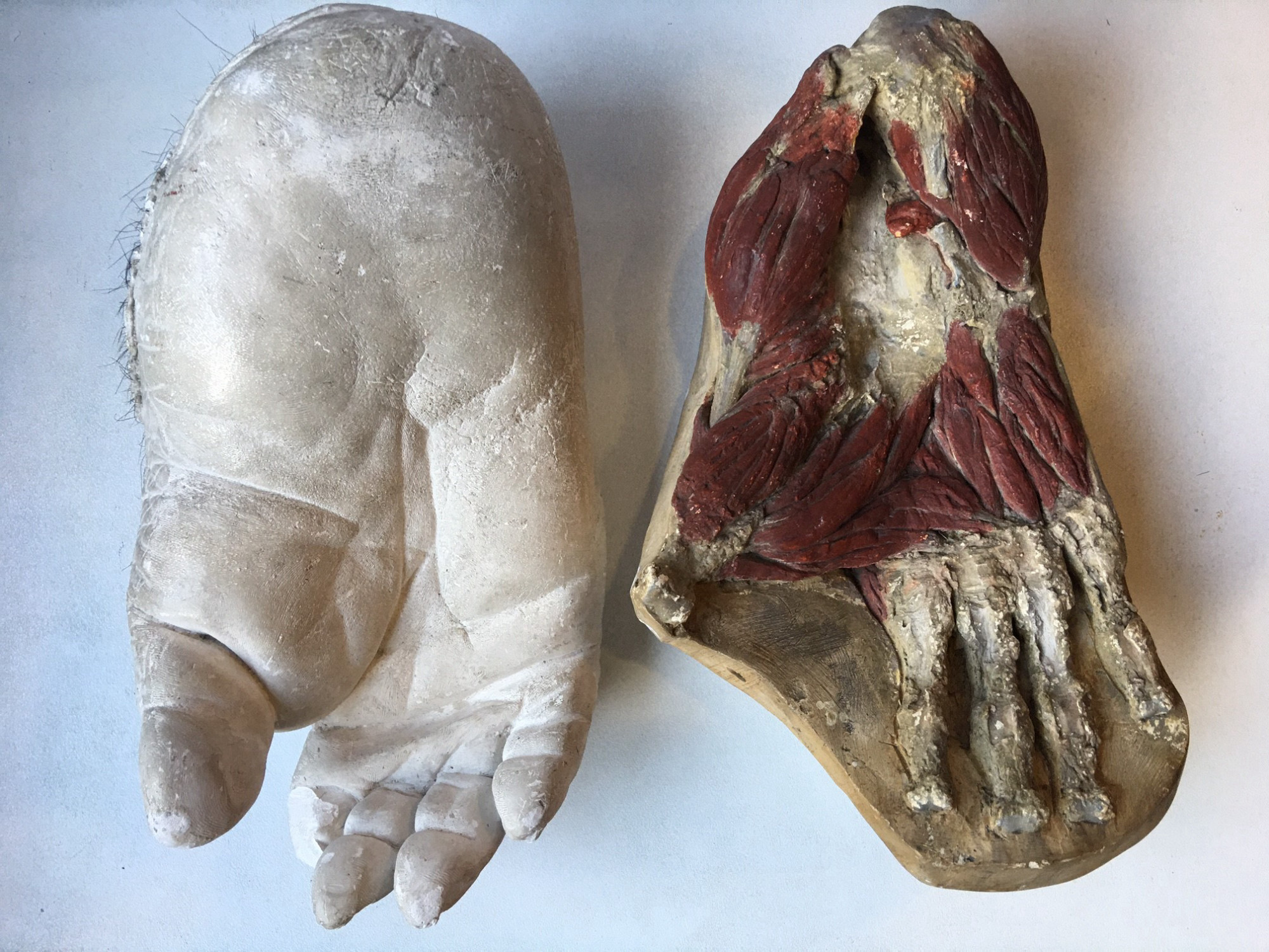 Zwei Gipsabgüsse eines Fußes des Gorillas "Bobby" sind nebeneinanderliegend aus Vogelperspektive fotografiert; beim linken Abguss sind die Muskeln freigelegt und eingefärbt, daneben liegt ein weißer Abguss des Fußes.
