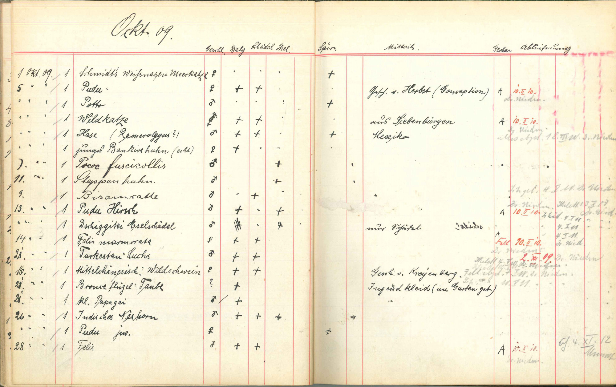 Double page of a catalogue with preprinted table and handwritten entries. At the top: October 1909. Columns, from left to right: date of accession, quantity, name, sex, three columns for different preparation types (skin, skull, skeleton, spirit (alcohol)), notes, price, delivery status.