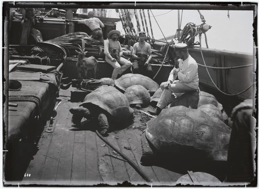 Schwarz-Weiß-Foto, das sieben Riesenschildkröten und eine Ziege auf einem Schiffsdeck zeigt. Um sie herum sitzen mehrere Männer in Uniform. Einer von ihnen sitzt auf dem Rücken einer der Schildkröten.