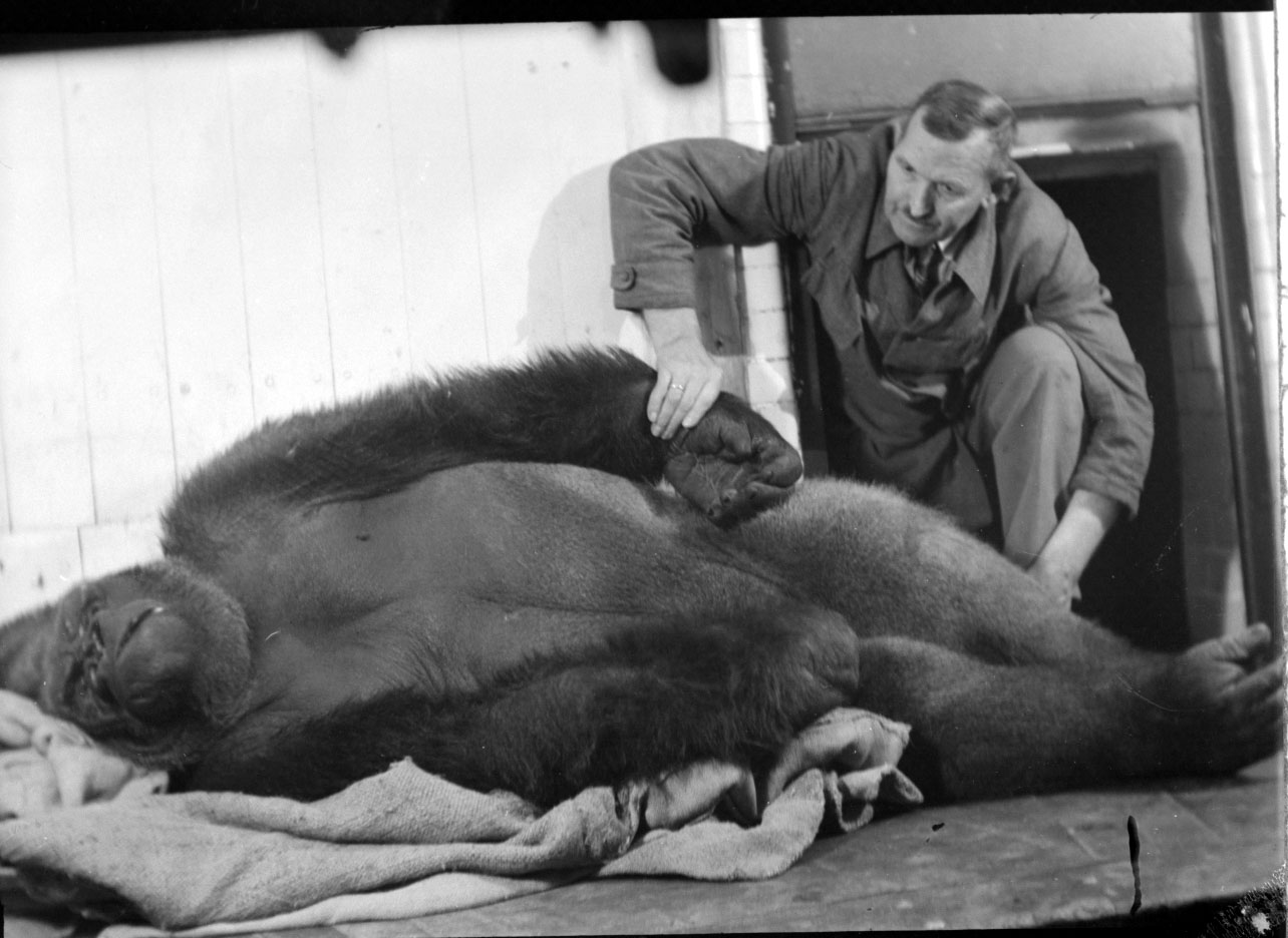 Image of a gorilla carcass, over which a man is bent who grips the animal’s left hand.