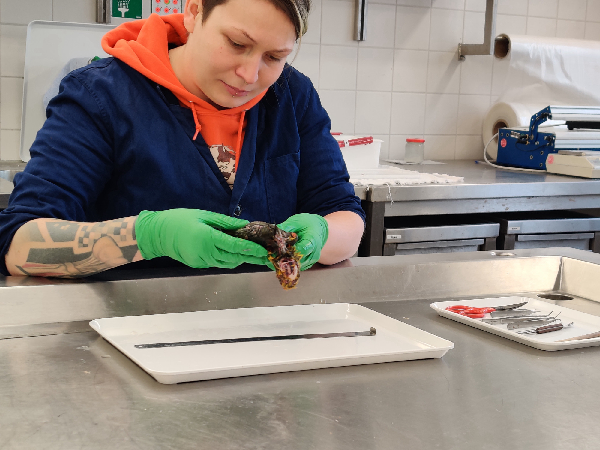 Photo of a woman wearing green gloves bent over a metal table, observing an object (a dead bird carcass) that she holds in her hands. There is a white tray on the table with a ruler placed on top of it. On a white tray beside it, there is a pair of scissors and other preparation tools. In the background, there is a tiled wall and a metal sideboard, on top of which are various work utensils.