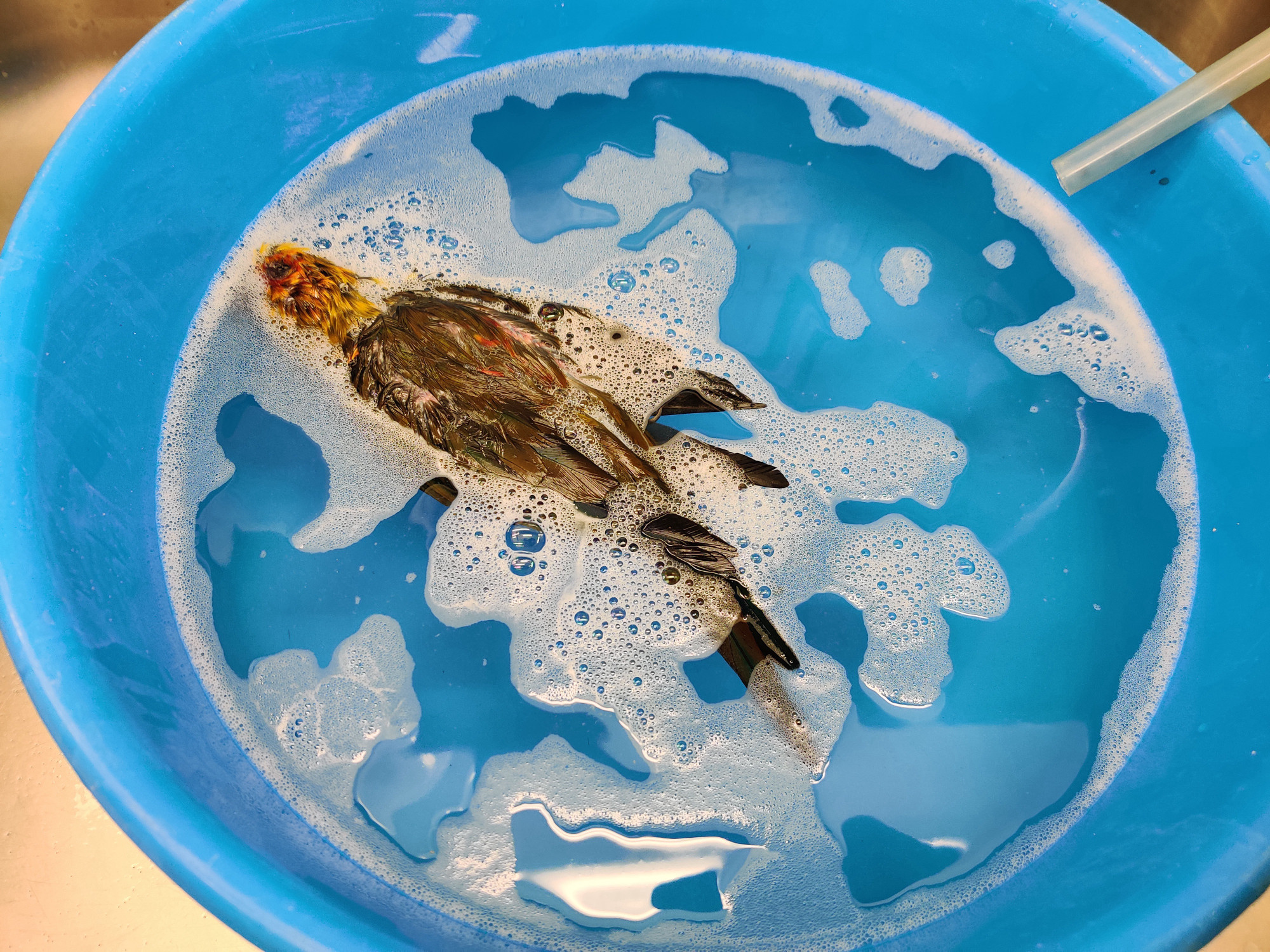 Close-up of a blue bowl, half-filled with a transparent liquid in which the body of a dead bird floats. There is some white foam on the surface of the water. A thin rubber hose protrudes into the bowl from the right, without touching the water.