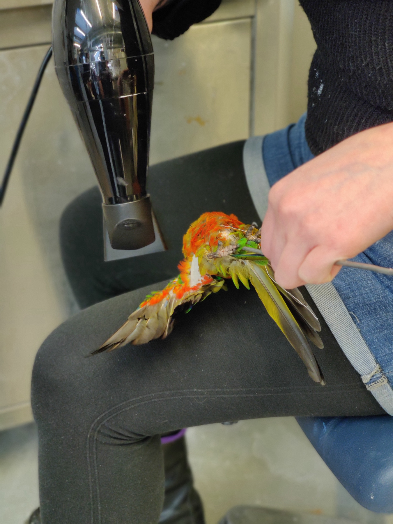 Close-up of a seated person holding a colourfully feathered bird body on a metal pole and pointing a hairdryer at one of the animal's outspread wings.