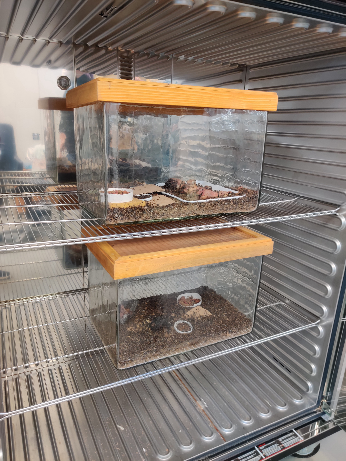 View of a metal cabinet with two racks onto which glass tanks with closed wooden lids have been placed. There are various bowls and trays with pieces of tissue in and on them inside the tanks. The floors of both tanks and the objects inside them are completely covered in beetles.