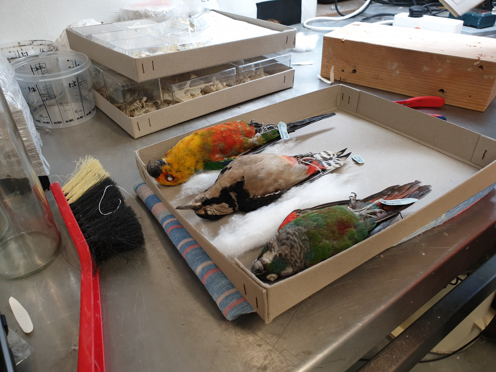 Various objects lie on a metal tray, including a brush, a beaker, and various cases. In the middle of the photo is an open cardboard box that is partially filled with cotton wool in which three bodies of different coloured dead birds are lying on their back with their wings folded, their necks slightly outstretched, and their legs tied together.