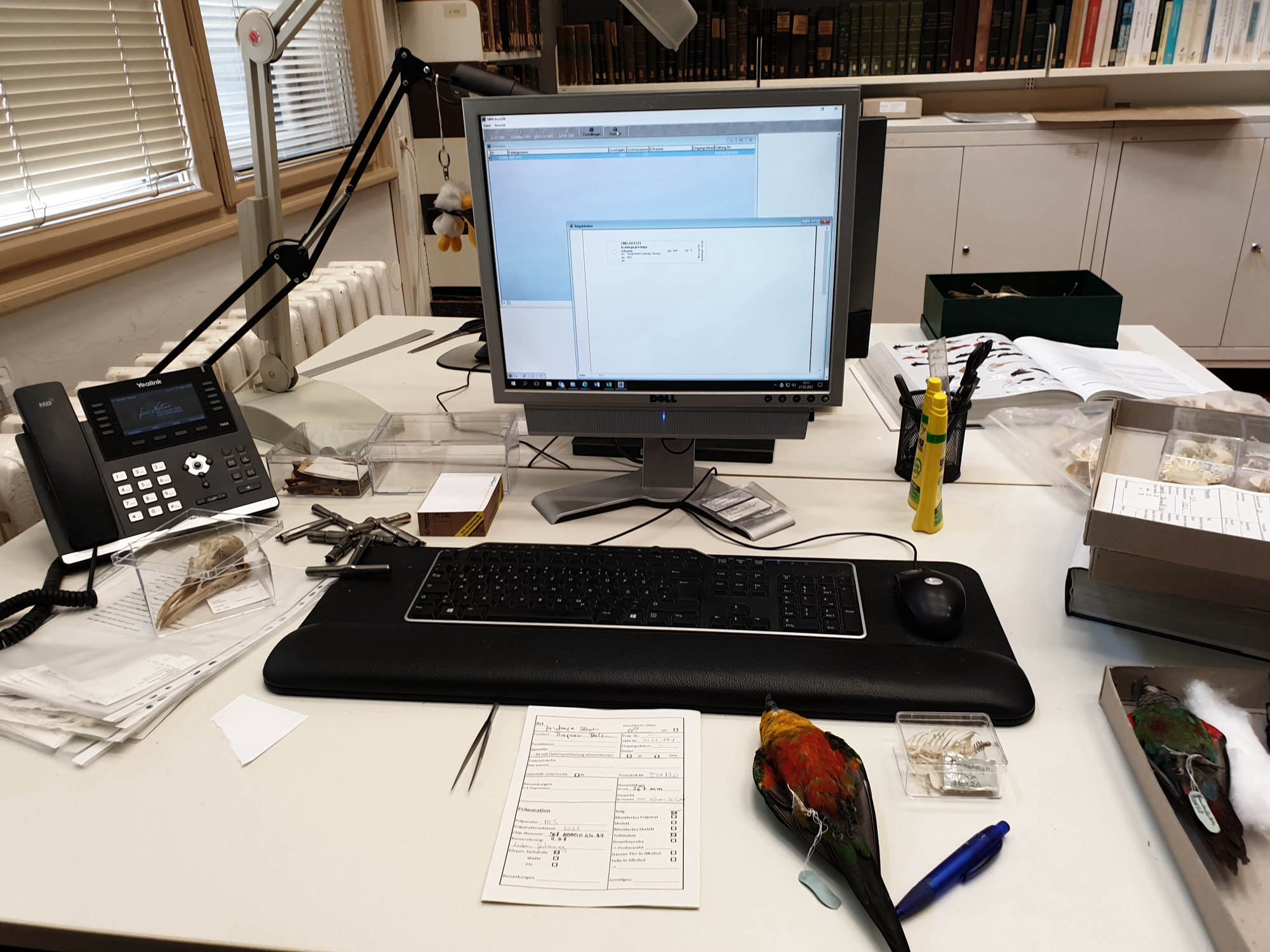 Photo of a desk in an office with a telephone on it and, in the middle of the image, a computer screen, which is turned on with various windows and programmes open. On the table in front of the keyboard is a colourfully feathered study skin with its wings folded and its legs tied together. To the right of it is a pen and a transparent bowl containing bone parts and an illegible label. To the left of the animal is a sheet of paper with writing on it and a pair of tweezers.