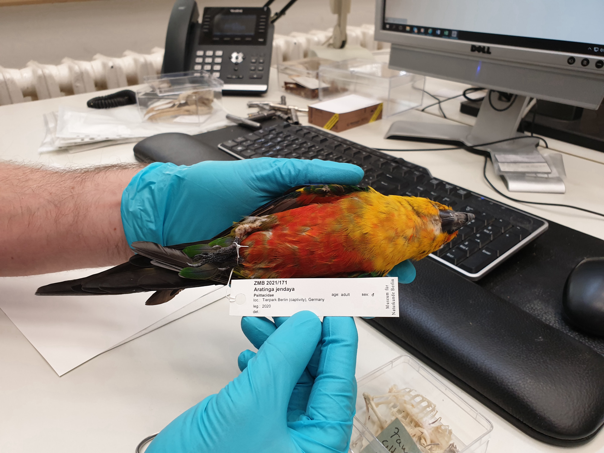 Close-up of two hands in turquoise gloves holding a colourfully feathered study skin towards the camera. There is a white tag with writing on it attached to its bound feet.