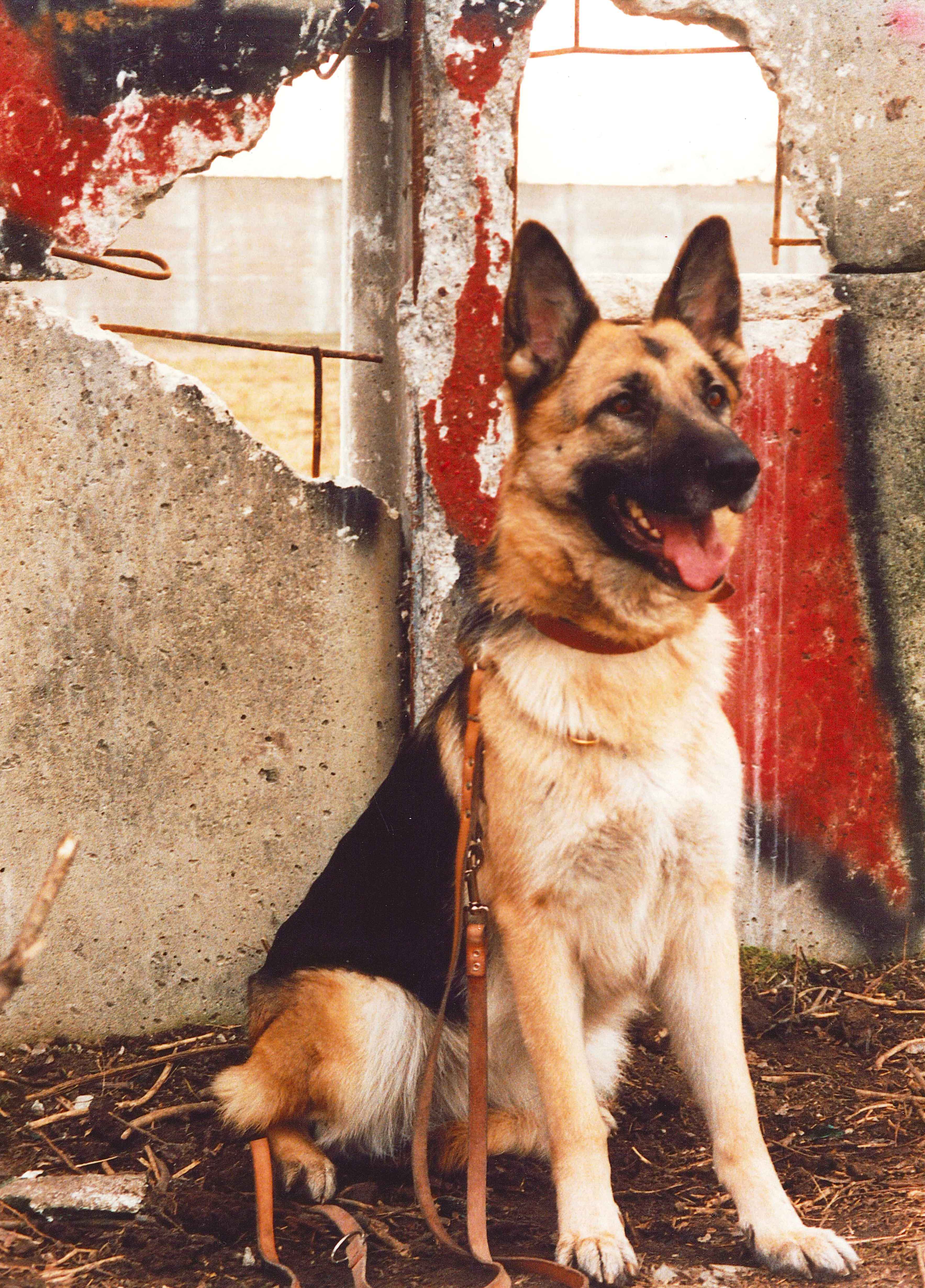 Photo of a German sheepdog with its ears pricked up in front of a colourfully graffitied concrete wall with two large holes in it, through which a second wall is visible further way.