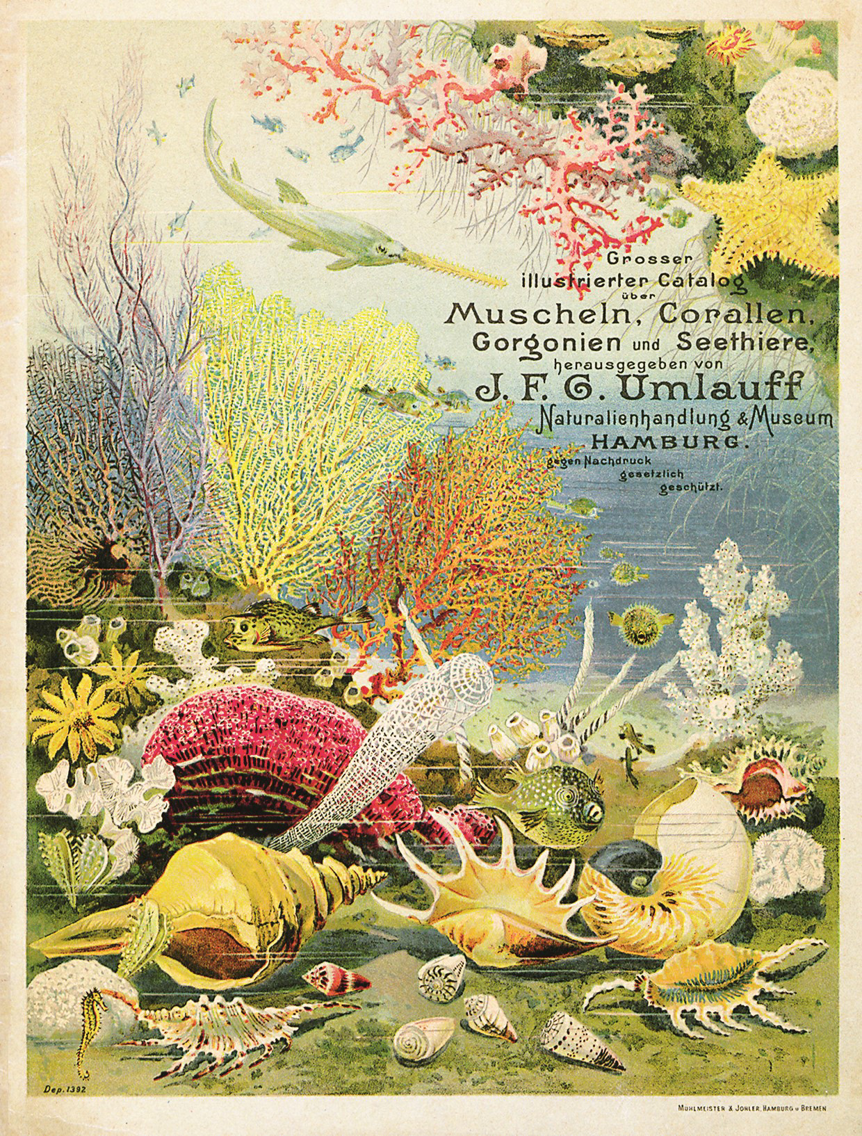 Two pages from the sales catalogue printed by the natural history dealer J.F.G. Umlauff. The cover page displays a colourful underwater scene with different shells, corals, and sea creatures. The second page contains black-and-white pictures of individual marine animals, including various fish, crabs, and prawns, furnished with sales details and descriptions.