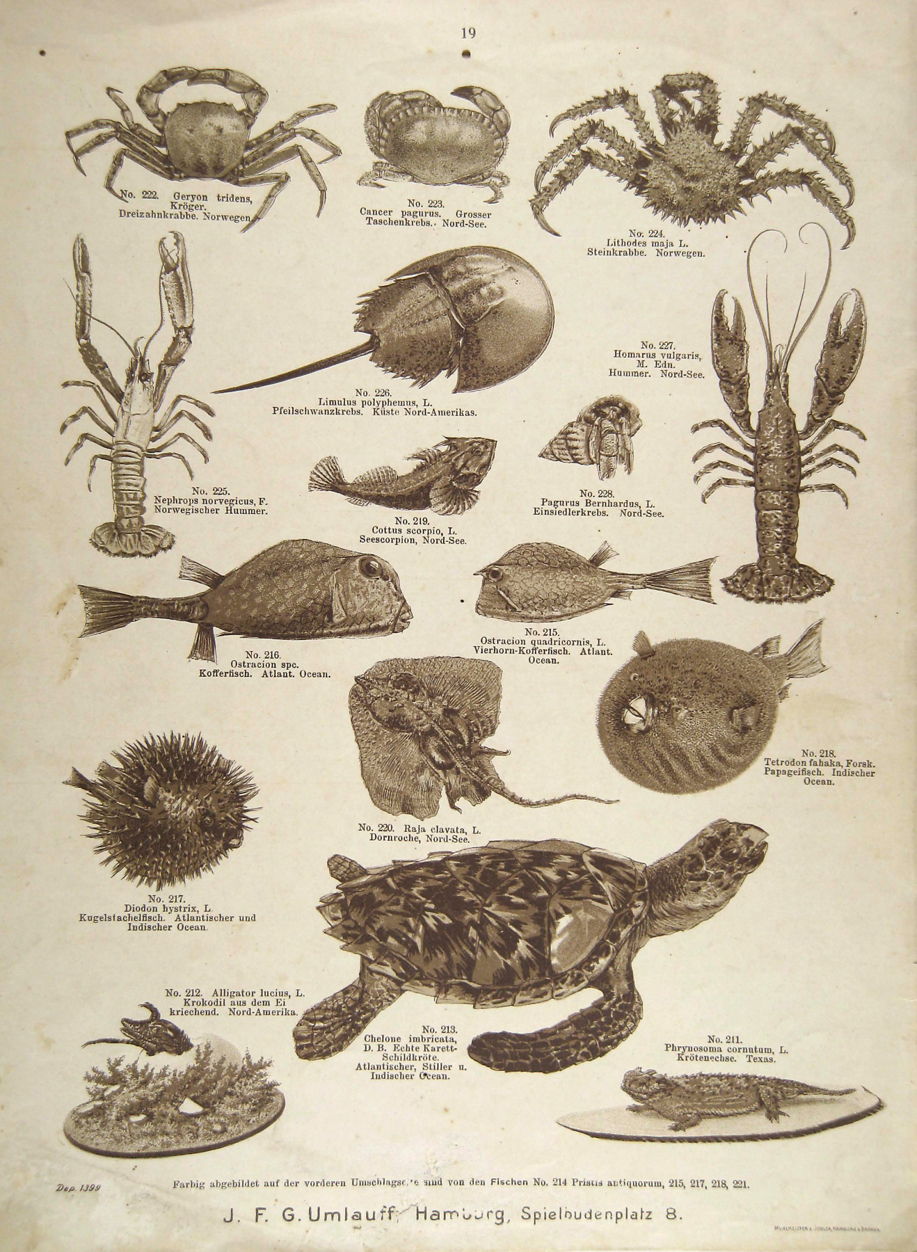 Black-and-white pictures of various fish, crabs, and prawns, as well as other sea creatures, in a sales catalogue issued by the natural history dealer J.F.G. Umlauff furnished with sales details and descriptions.