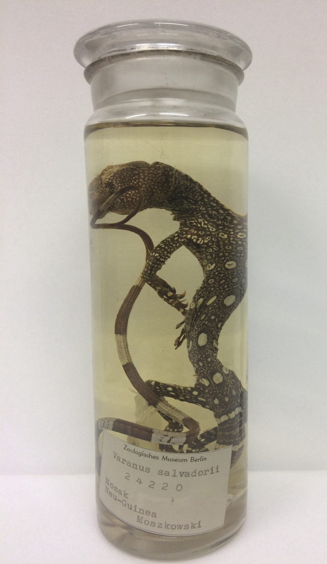 Photo of a monitor lizard and its label preserved in alcohol.