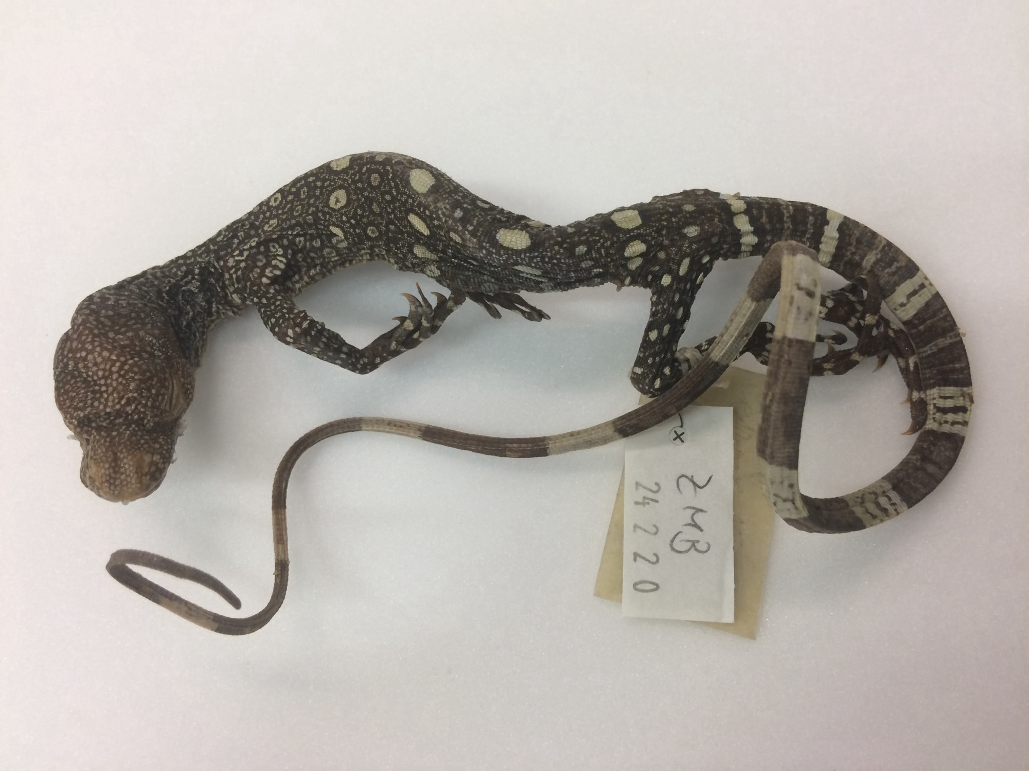 The specimen of a monitor lizard lies on a white background. A label is attached to the leg.