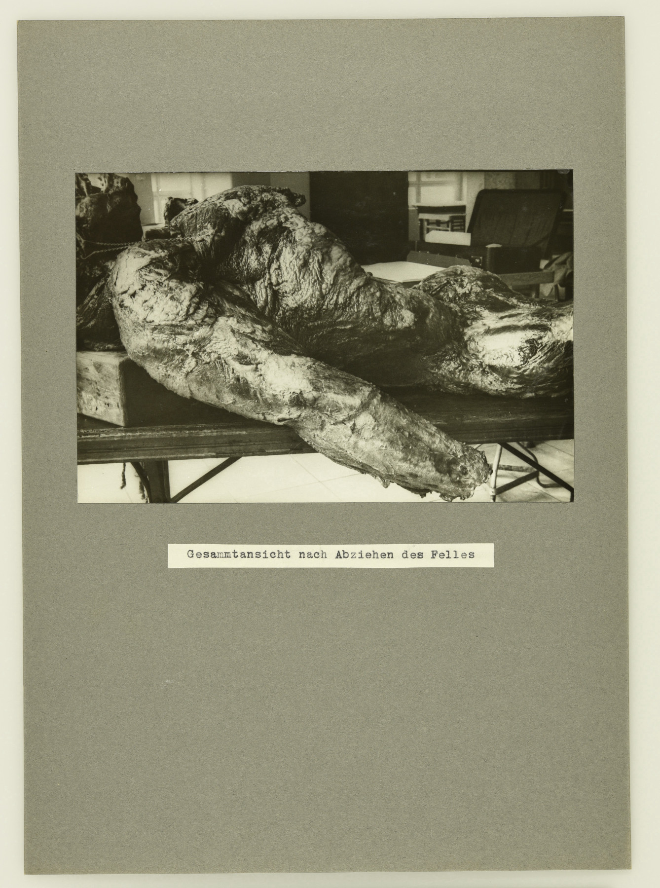 A black-and-white photo of a skinned gorilla torso from which the hands have been removed, lying on a table or a stretcher in an indoor space.
