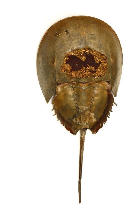 Free-standing dry specimen of a horseshoe crab with a hole in its shell, out of which (what is presumably) straw bulges out.