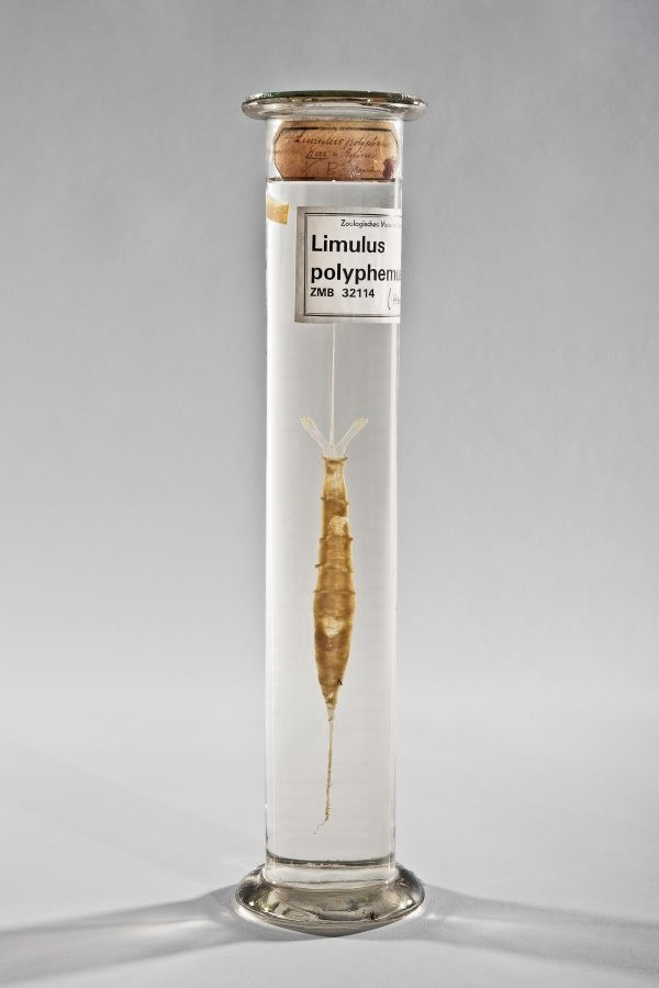 The heart and vessels of a Limulus polyphemus specimen have been preserved in alcohol in a cylindrical glass container.