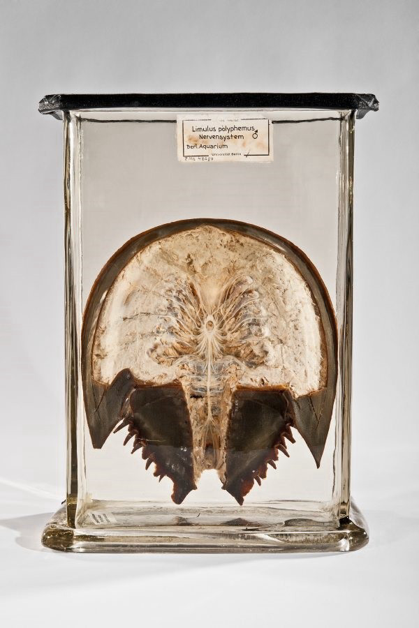 Front of a partial specimen of the nervous system of Limulus polyphemus preserved in alcohol.