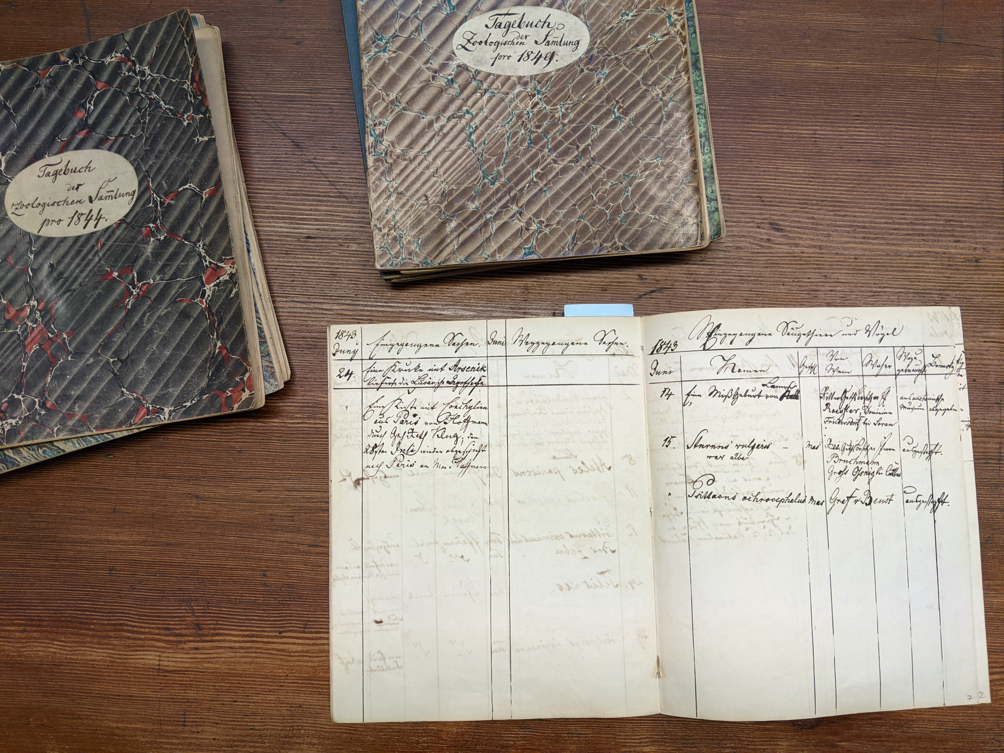 Three slightly tattered notebooks, one of them open, lie on a wooden surface. The titles of the two covers are in cursive handwriting: "Logbook of the Zoological Collection", followed by the years 1844 and 1849. The open book displays a double page for June 1843, which has been divided by hand into several columns of varying widths. About a third of the page is covered in writing.
